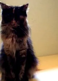 chat