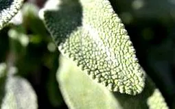 Salvia officinalis Salvia officinalis