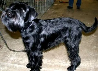 veterinar schnauzer