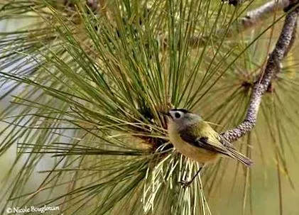Tenerife Wren