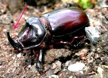 bogár