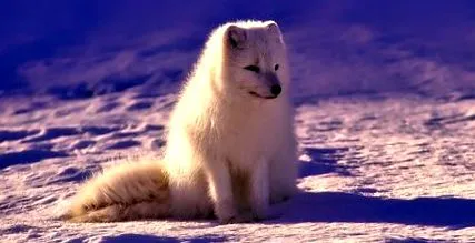 vulpes