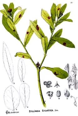 sylvatica