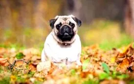 mopszról