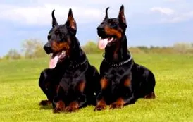 Doberman Pinscher