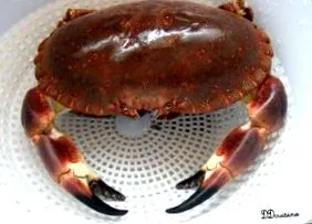 foarte mult crab