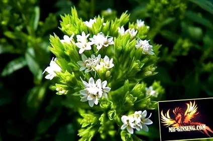 stevia
