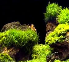 discus