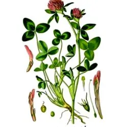 trifolium