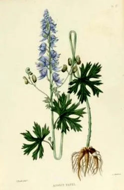homeopátiás kezelése