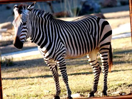 zebra