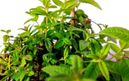 verbena
