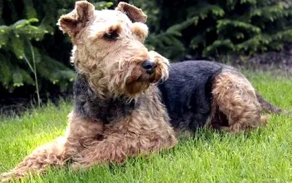 terrier