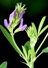 medicago