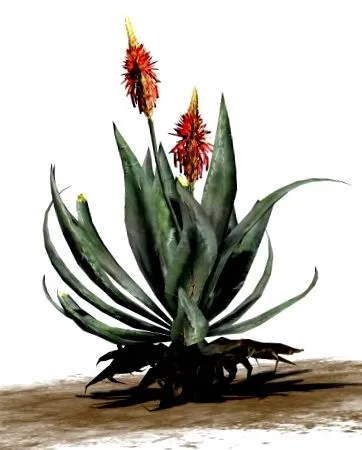 aloe