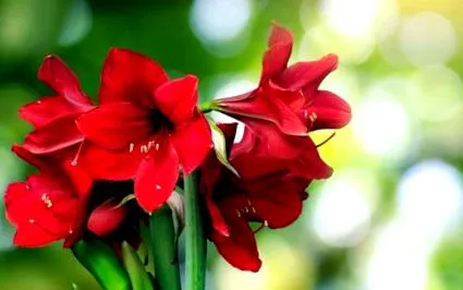 floare