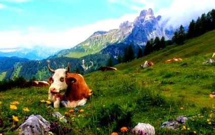 clopote tradiție