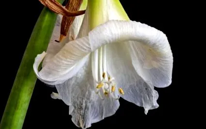 tăiată