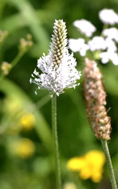 apigenia