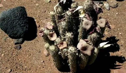 hoodia