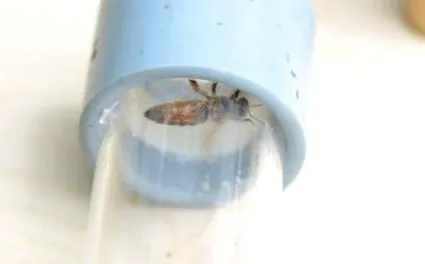 apigenia