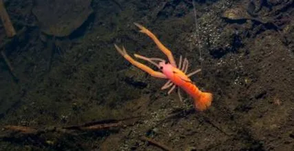 pescuitul perch