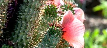 hoodia