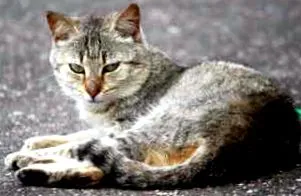 котката