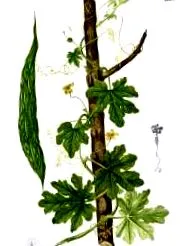 vagy alma