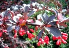 ottawa