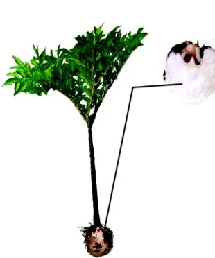 chudnutí
