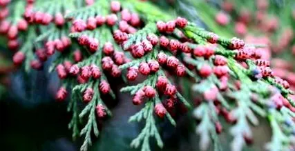 balsamea