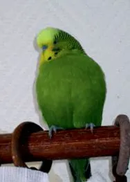среќен