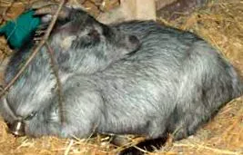 hivatalos