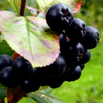 aronia
