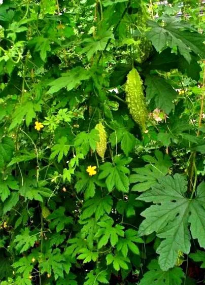 balsam