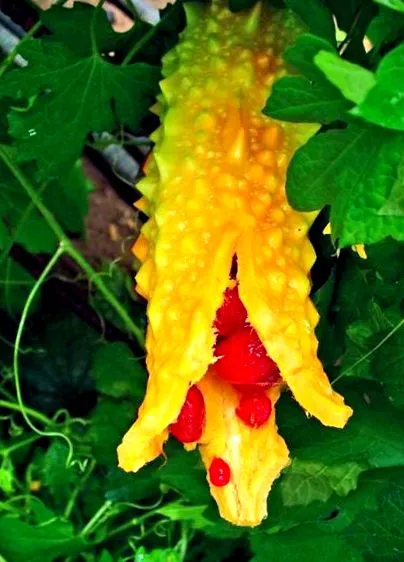 balsam