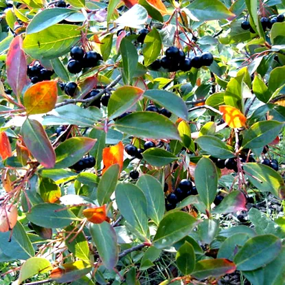 aronia