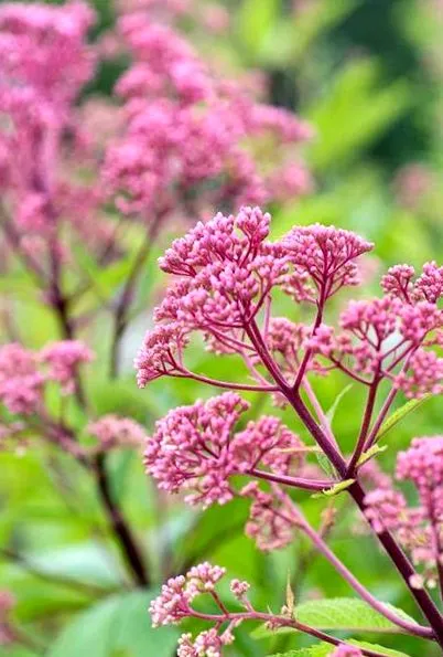 plante