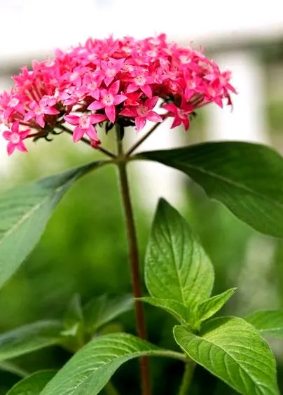 plante