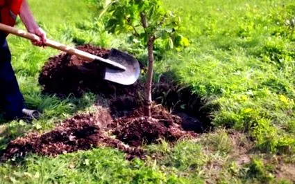 privată