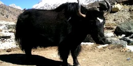 băutura antiglonț