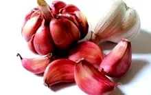 albicans