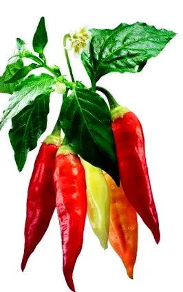 chili