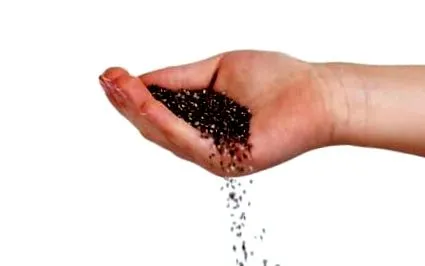 chia