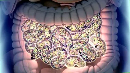 colon