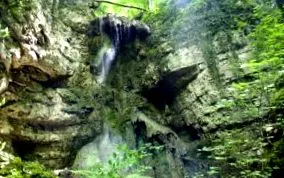 pădurii