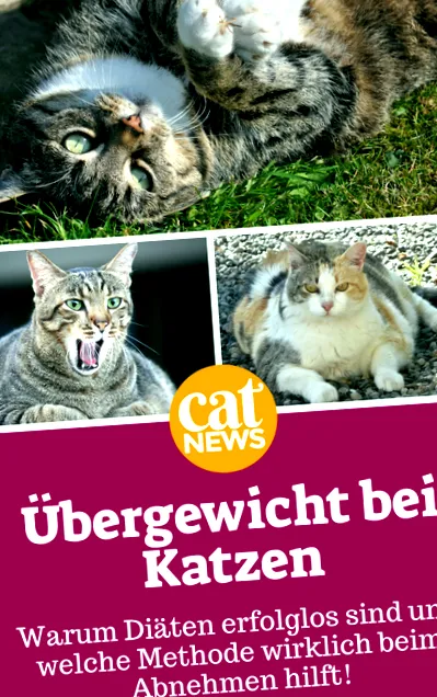 kövér