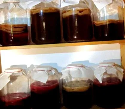 kombucha egészséges