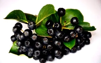 boabă aronia